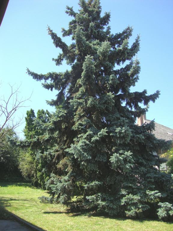 Gyongyvirag Vendeghaz Apartment Balatonboglár Екстериор снимка